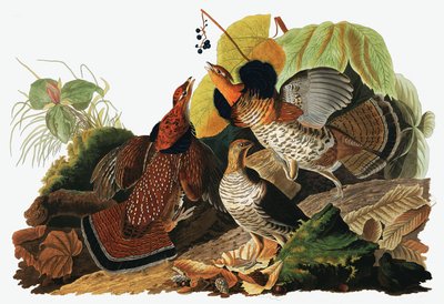 Ruffed Grouse, Tetrao Umbellus, from The Birds of America by John J. Audubon, pub. 1827-38 by John James Audubon